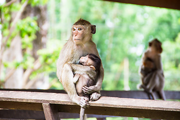 Image showing monkey family