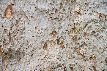 Image showing Texture tree bark of yang( Dipterocarpus alatus Roxb ).