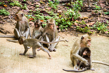 Image showing monkey family