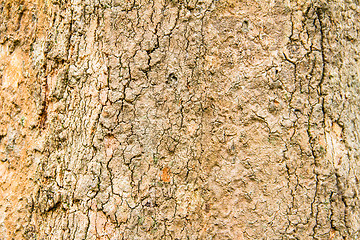 Image showing Tree bark background