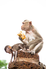 Image showing monkey family