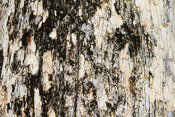 Image showing Texture tree bark of yang( Dipterocarpus alatus Roxb ).