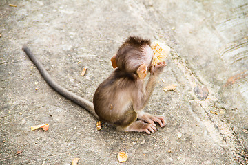 Image showing baby monkey eating fruit