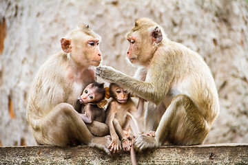 Image showing monkey family