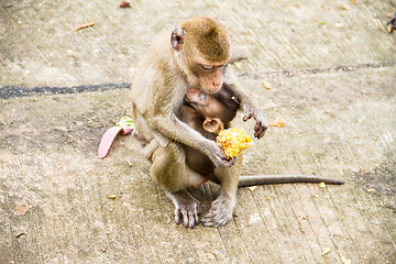 Image showing monkey family