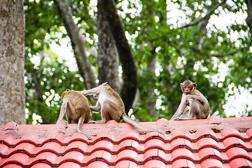 Image showing monkey family