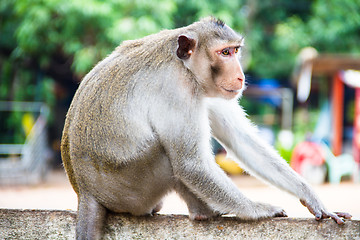 Image showing monkey family