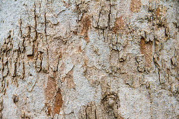 Image showing Texture tree bark of yang( Dipterocarpus alatus Roxb ).