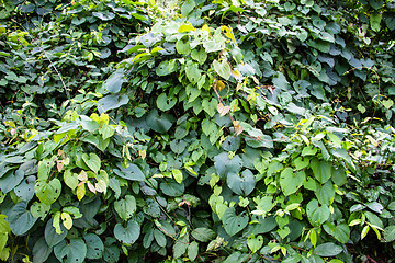 Image showing rainforest path