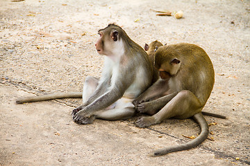 Image showing monkey family