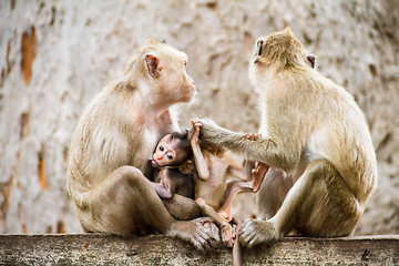 Image showing monkey family