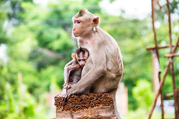 Image showing monkey family