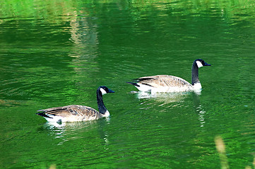 Image showing Geese