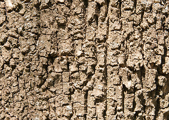 Image showing tree bark