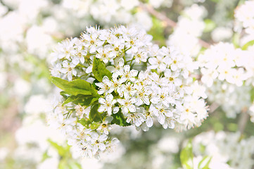 Image showing white flower close up