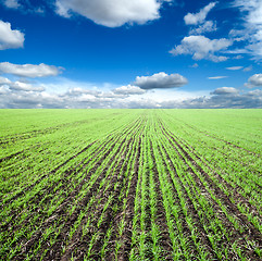 Image showing green field at spring