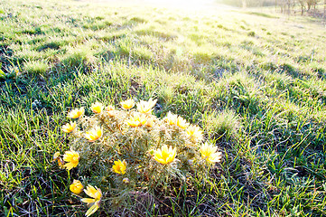 Image showing yellow flowers under sun rays in evening