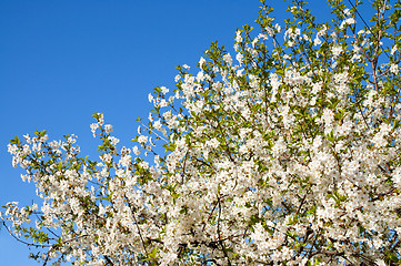Image showing branches with white flowers of cherry with blue sky background