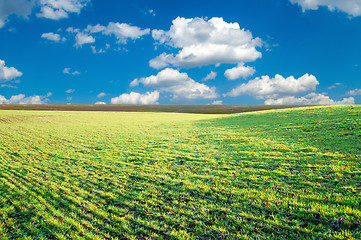 Image showing good green field and blue sky in spring