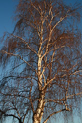 Image showing Winter Silver Birch