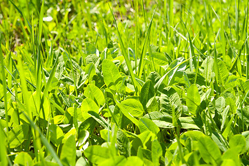 Image showing green grass