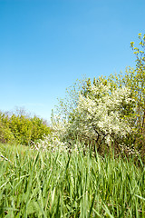 Image showing meadow in springtime