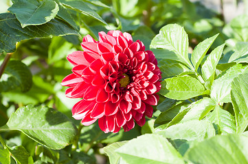 Image showing red flower of dahlia in nature