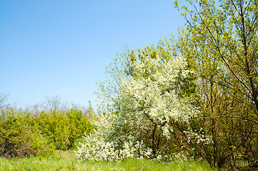 Image showing good glade in spring