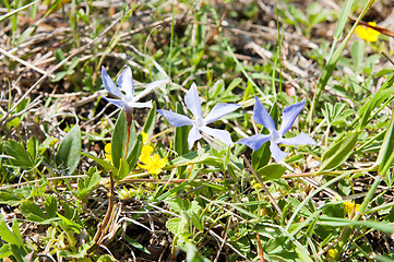 Image showing blue flowers