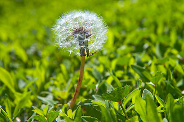 Image showing old dandelion