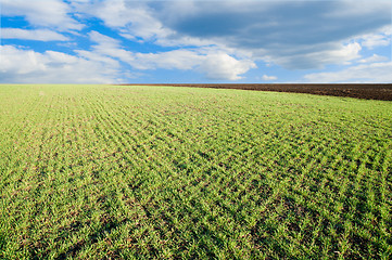 Image showing little green shots on field and blue sky in spring