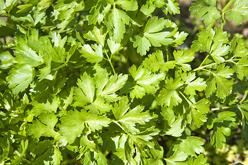 Image showing green parsley