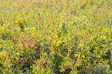 Image showing miscellaneous herbs