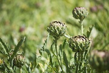 Image showing Artichoke