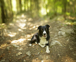 Image showing Border collie