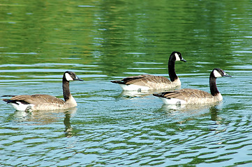 Image showing Geese