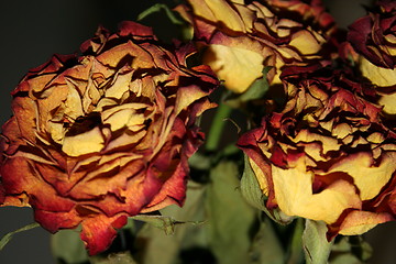 Image showing Dried roses