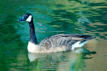 Image showing Goose