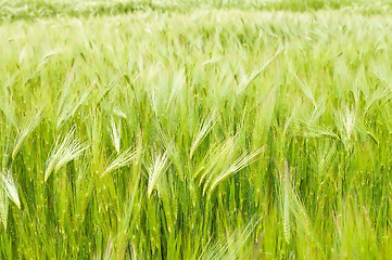 Image showing field of green wheat