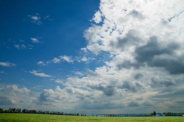 Image showing field of green wheat under cloudy sky