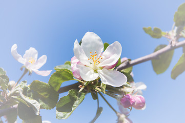 Image showing flower of apple