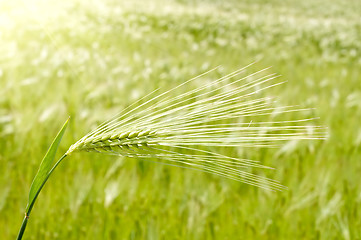 Image showing ear of green wheat on a background sun