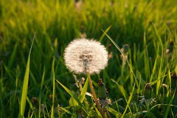 Image showing one old dandelion against sun