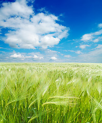 Image showing field of green wheat under cloudy sky