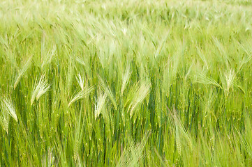 Image showing field with green wheat