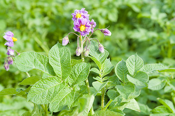 Image showing potato's blooming on the field