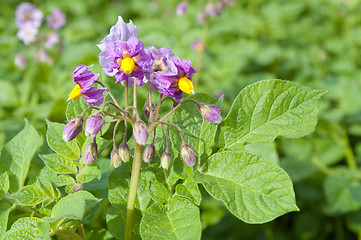 Image showing flower of potatoes