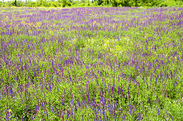 Image showing flowers in nature