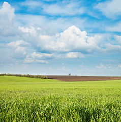 Image showing green and black field under cloudy sky