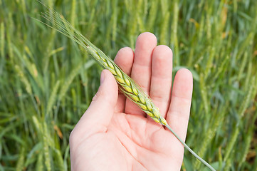 Image showing green wheat in hand